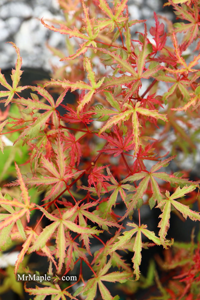 - Acer palmatum 'Beni komachi' Japanese Maple - Mr Maple │ Buy Japanese Maple Trees