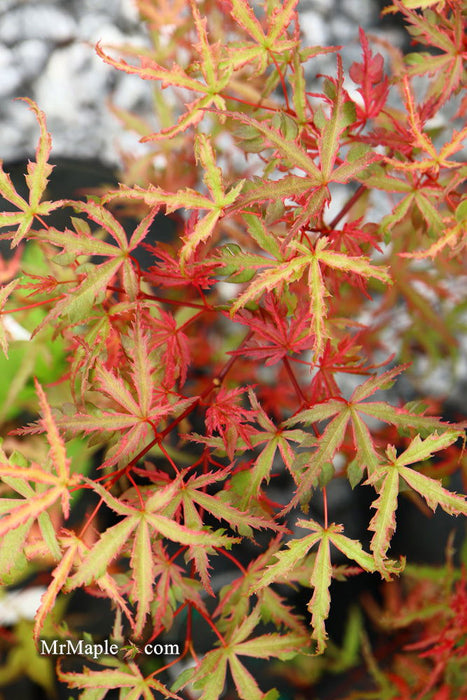 '- Acer palmatum 'Beni komachi' Japanese Maple - Mr Maple │ Buy Japanese Maple Trees