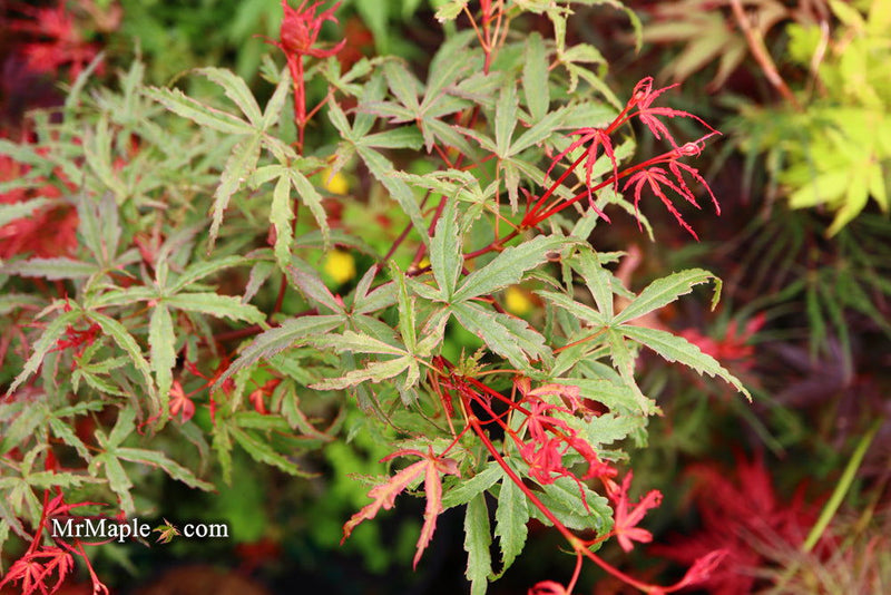 - Acer palmatum 'Beni komachi' Japanese Maple - Mr Maple │ Buy Japanese Maple Trees
