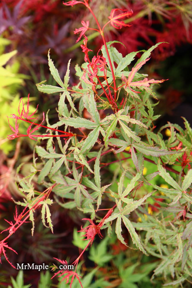 - Acer palmatum 'Beni komachi' Japanese Maple - Mr Maple │ Buy Japanese Maple Trees