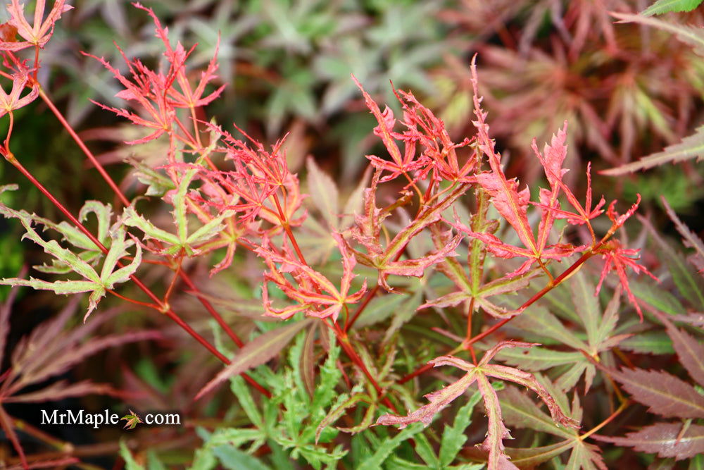 '- Acer palmatum 'Beni komachi' Japanese Maple - Mr Maple │ Buy Japanese Maple Trees