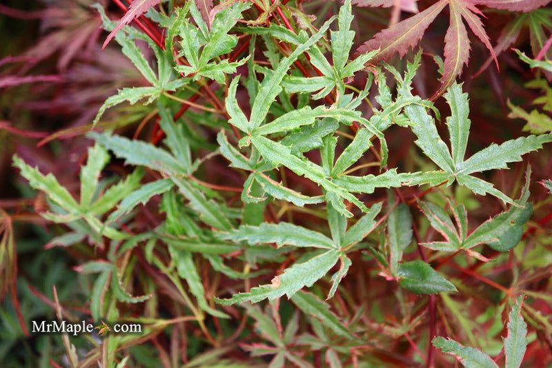 - Acer palmatum 'Beni komachi' Japanese Maple - Mr Maple │ Buy Japanese Maple Trees