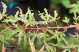 '- Acer palmatum 'Beni komachi' Japanese Maple - Mr Maple │ Buy Japanese Maple Trees