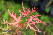 - Acer palmatum 'Beni komachi' Japanese Maple - Mr Maple │ Buy Japanese Maple Trees