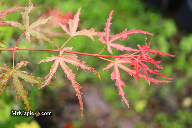 - Acer palmatum 'Beni komachi' Japanese Maple - Mr Maple │ Buy Japanese Maple Trees