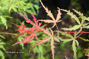 - Acer palmatum 'Beni komachi' Japanese Maple - Mr Maple │ Buy Japanese Maple Trees