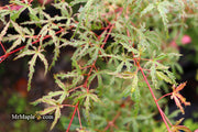 - Acer palmatum 'Beni komachi' Japanese Maple - Mr Maple │ Buy Japanese Maple Trees
