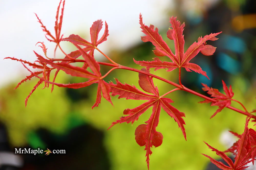 '- Acer palmatum 'Beni komachi' Japanese Maple - Mr Maple │ Buy Japanese Maple Trees