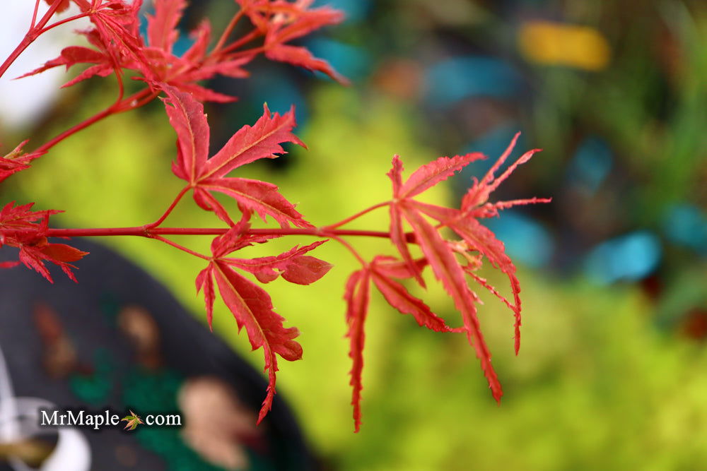 '- Acer palmatum 'Beni komachi' Japanese Maple - Mr Maple │ Buy Japanese Maple Trees