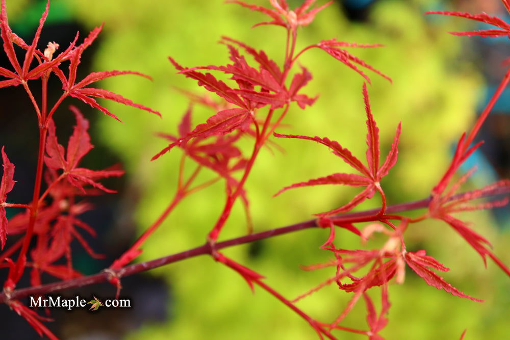 '- Acer palmatum 'Beni komachi' Japanese Maple - Mr Maple │ Buy Japanese Maple Trees