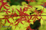 - Acer palmatum 'Beni komachi' Japanese Maple - Mr Maple │ Buy Japanese Maple Trees