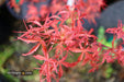 '- Acer palmatum 'Beni komachi' Japanese Maple - Mr Maple │ Buy Japanese Maple Trees