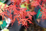 - Acer palmatum 'Beni komachi' Japanese Maple - Mr Maple │ Buy Japanese Maple Trees