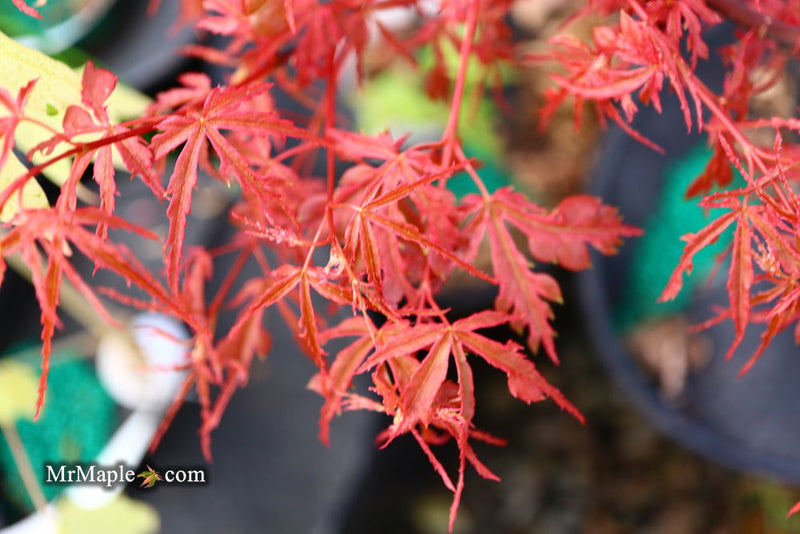 - Acer palmatum 'Beni komachi' Japanese Maple - Mr Maple │ Buy Japanese Maple Trees