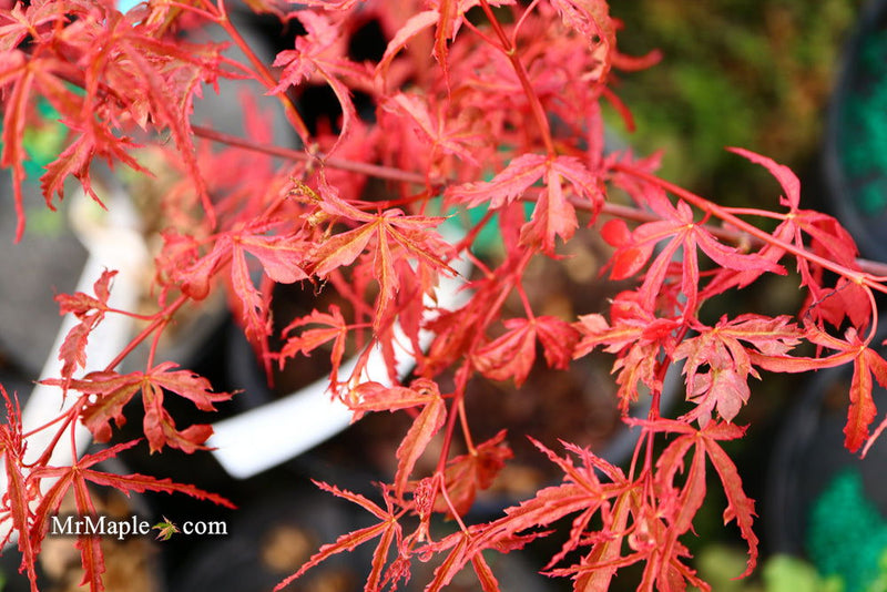- Acer palmatum 'Beni komachi' Japanese Maple - Mr Maple │ Buy Japanese Maple Trees