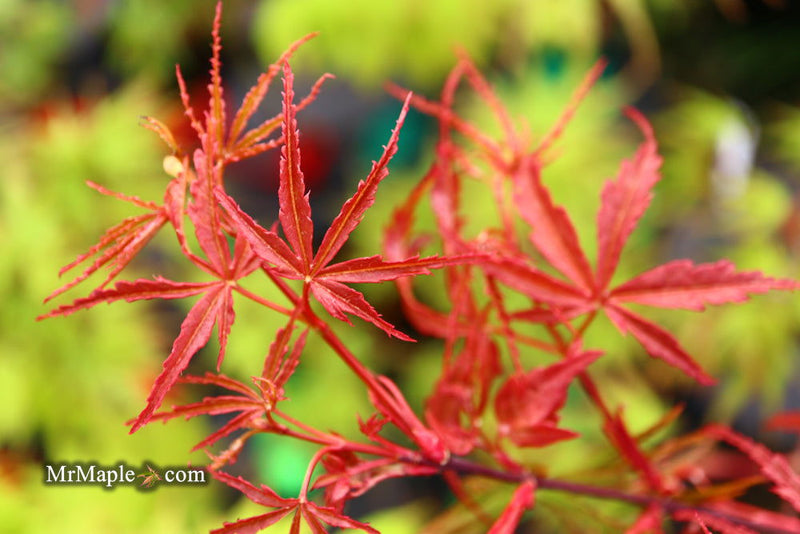 - Acer palmatum 'Beni komachi' Japanese Maple - Mr Maple │ Buy Japanese Maple Trees
