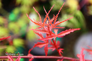 - Acer palmatum 'Beni komachi' Japanese Maple - Mr Maple │ Buy Japanese Maple Trees