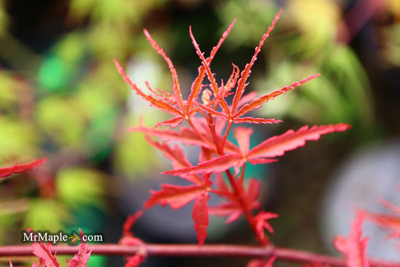 - Acer palmatum 'Beni komachi' Japanese Maple - Mr Maple │ Buy Japanese Maple Trees