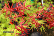 - Acer palmatum 'Beni komachi' Japanese Maple - Mr Maple │ Buy Japanese Maple Trees