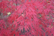 - Acer palmatum 'Beni kumo no su' Dwarf Japanese Maple - Mr Maple │ Buy Japanese Maple Trees