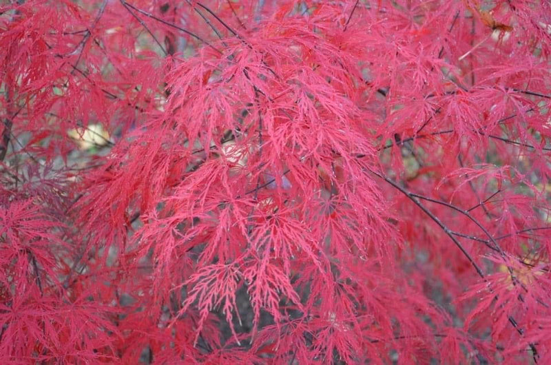 - Acer palmatum 'Beni kumo no su' Dwarf Japanese Maple - Mr Maple │ Buy Japanese Maple Trees