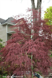 - Acer palmatum 'Beni kumo no su' Dwarf Japanese Maple - Mr Maple │ Buy Japanese Maple Trees