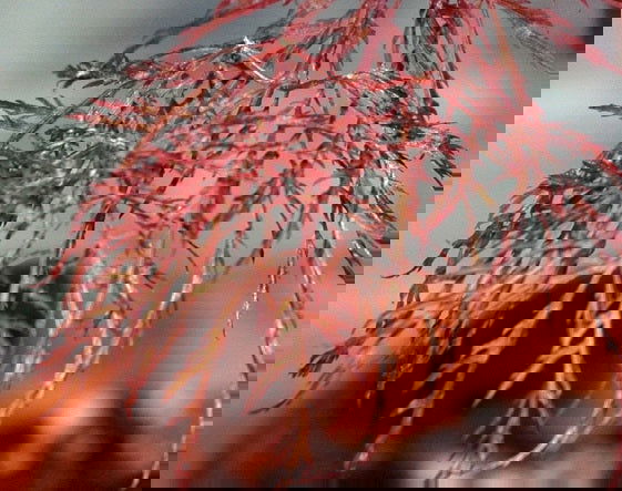 - Acer palmatum 'Beni kumo no su' Dwarf Japanese Maple - Mr Maple │ Buy Japanese Maple Trees