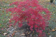 - Acer palmatum 'Beni kumo no su' Dwarf Japanese Maple - Mr Maple │ Buy Japanese Maple Trees