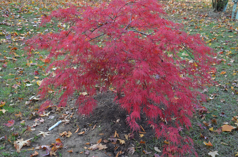 - Acer palmatum 'Beni kumo no su' Dwarf Japanese Maple - Mr Maple │ Buy Japanese Maple Trees