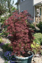 - Acer palmatum 'Beni kumo no su' Dwarf Japanese Maple - Mr Maple │ Buy Japanese Maple Trees