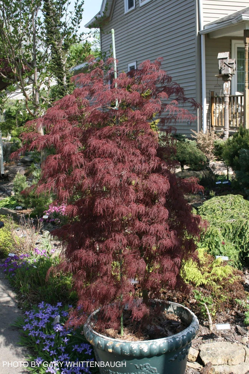 - Acer palmatum 'Beni kumo no su' Dwarf Japanese Maple - Mr Maple │ Buy Japanese Maple Trees