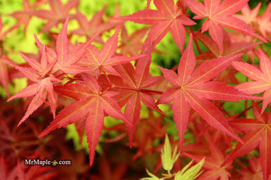 - Acer palmatum 'Beni maiko' Japanese Maple - Mr Maple │ Buy Japanese Maple Trees