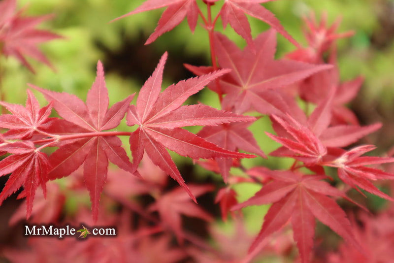 - Acer palmatum 'Beni maiko' Japanese Maple - Mr Maple │ Buy Japanese Maple Trees