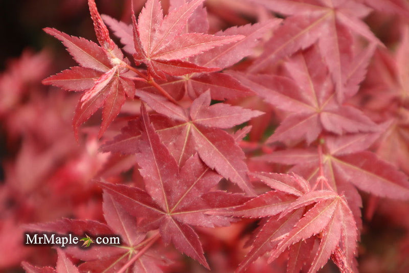 - Acer palmatum 'Beni maiko' Japanese Maple - Mr Maple │ Buy Japanese Maple Trees