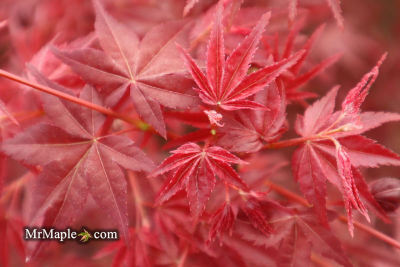- Acer palmatum 'Beni maiko' Japanese Maple - Mr Maple │ Buy Japanese Maple Trees