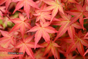 - Acer palmatum 'Beni maiko' Japanese Maple - Mr Maple │ Buy Japanese Maple Trees