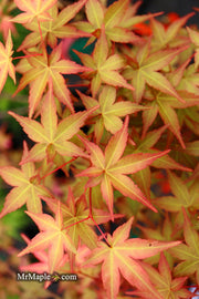 - Acer palmatum 'Beni maiko' Japanese Maple - Mr Maple │ Buy Japanese Maple Trees