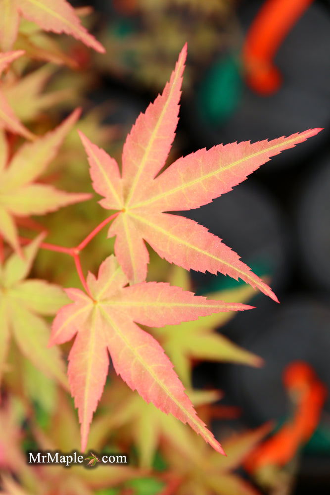 - Acer palmatum 'Beni maiko' Japanese Maple - Mr Maple │ Buy Japanese Maple Trees