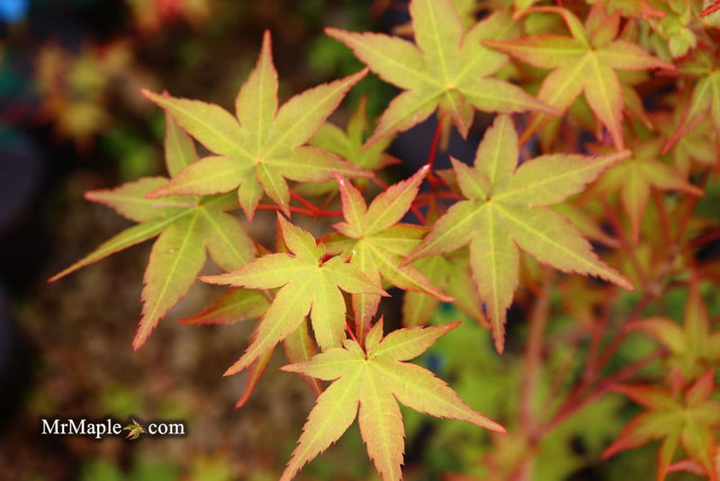- Acer palmatum 'Beni maiko' Japanese Maple - Mr Maple │ Buy Japanese Maple Trees