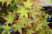 - Acer palmatum 'Beni maiko' Japanese Maple - Mr Maple │ Buy Japanese Maple Trees