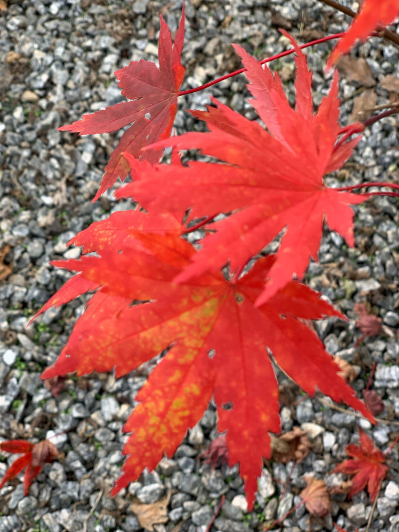 - Acer palmatum 'Beni musume' Japanese Maple - Mr Maple │ Buy Japanese Maple Trees