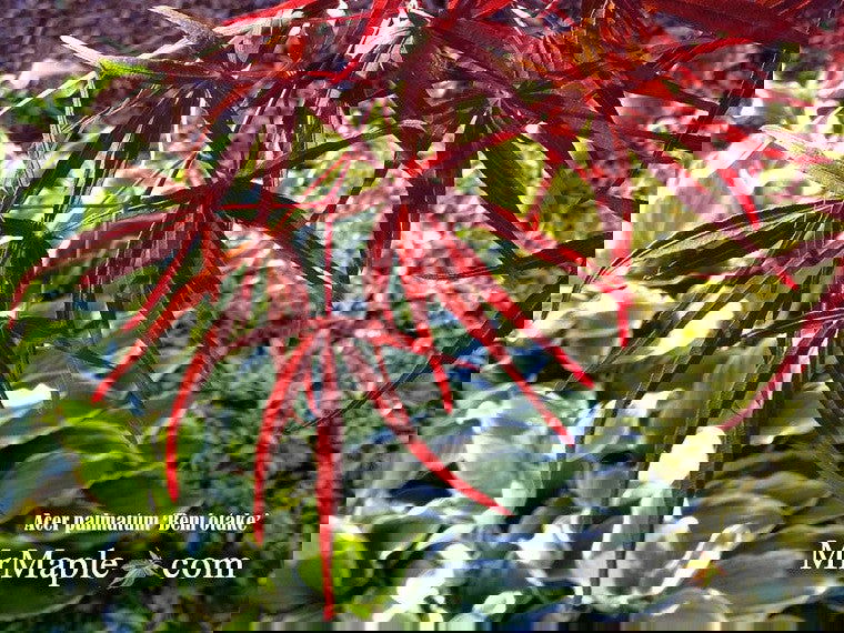 - Acer palmatum 'Beni otake' Red Bamboo Japanese Maple - Mr Maple │ Buy Japanese Maple Trees