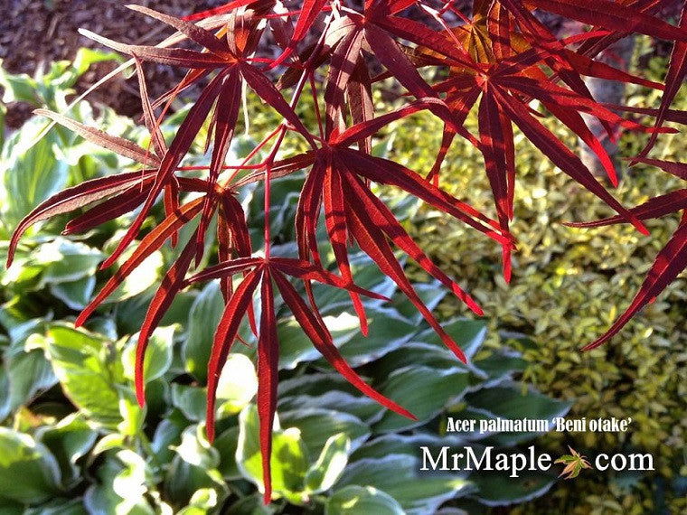 Buy Acer palmatum Beni otake Red Bamboo Japanese Maple — Mr Maple