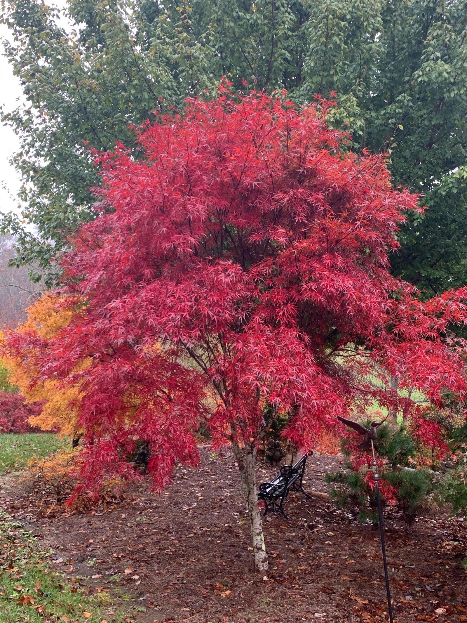 Buy Acer palmatum Beni otake Red Bamboo Japanese Maple — Mr Maple