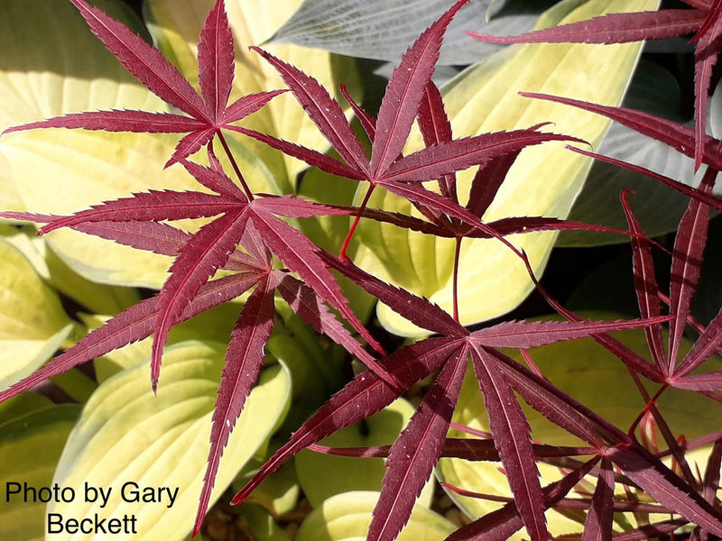- Acer palmatum 'Beni otake' Red Bamboo Japanese Maple - Mr Maple │ Buy Japanese Maple Trees