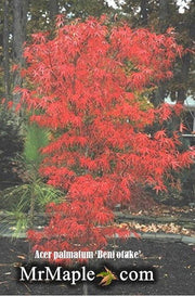 - Acer palmatum 'Beni otake' Red Bamboo Japanese Maple - Mr Maple │ Buy Japanese Maple Trees