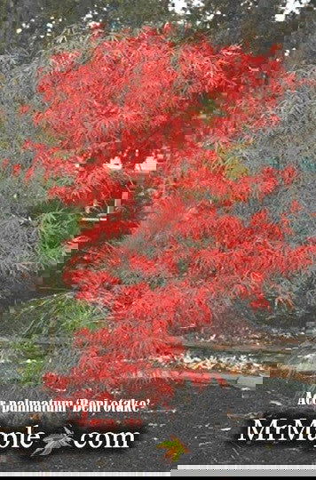 - Acer palmatum 'Beni otake' Red Bamboo Japanese Maple - Mr Maple │ Buy Japanese Maple Trees
