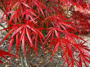 - Acer palmatum 'Beni otake' Red Bamboo Japanese Maple - Mr Maple │ Buy Japanese Maple Trees