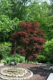- Acer palmatum 'Beni otake' Red Bamboo Japanese Maple - Mr Maple │ Buy Japanese Maple Trees