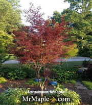 - Acer palmatum 'Beni otake' Red Bamboo Japanese Maple - Mr Maple │ Buy Japanese Maple Trees